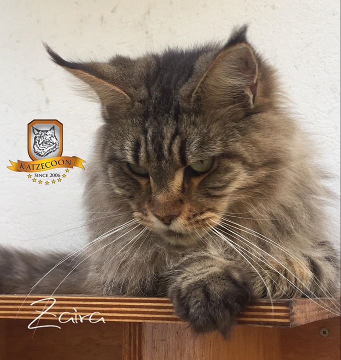 Zaira - 5 anos