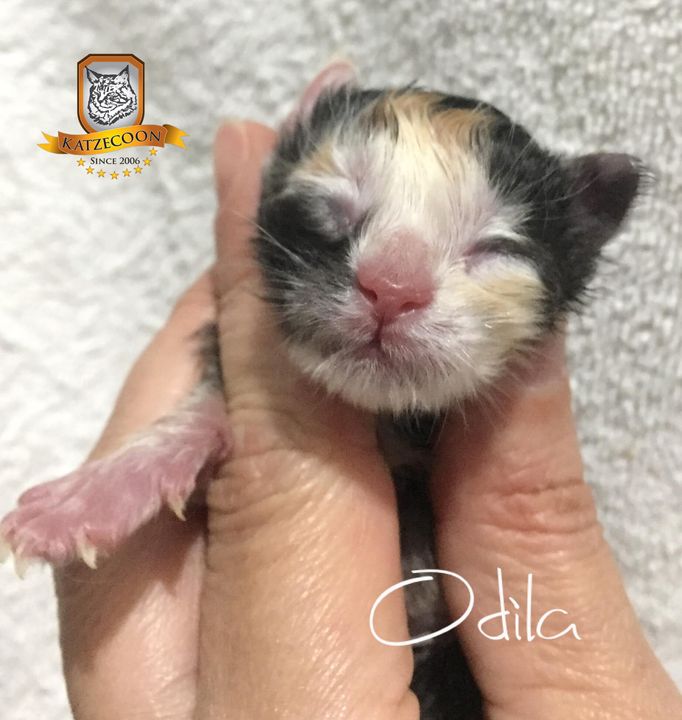 Odila