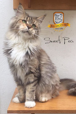 Sweet Pea - 5 anos