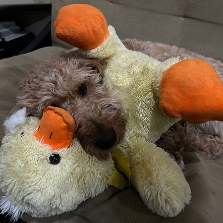 goldendoodle