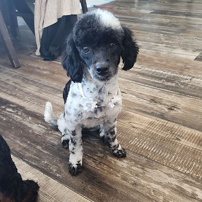 miniature poodle