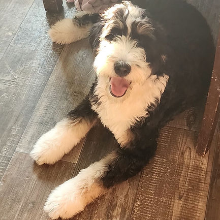 Medium Bernedoodle