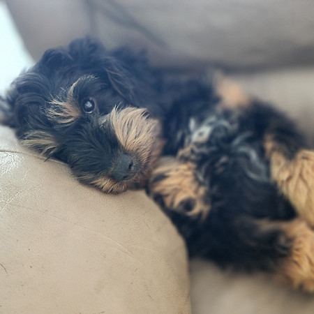mini f1 aussiedoodle