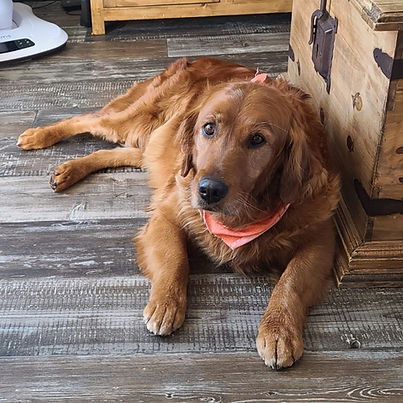 golden Retriever breeder in saskatchewan