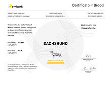 health tested dachshund puppies