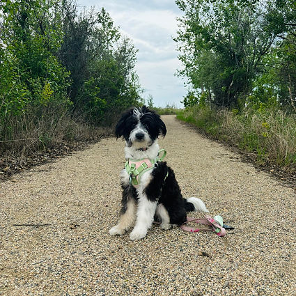 aussiedoodle breeder in saskatchewan