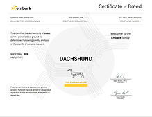 health tested dachshund