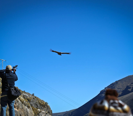 MÁS DE 100 CÓNDORES PUEDEN SER OBSERVADOS EN EL DISTRITO CHIPAO - AYACUCHO