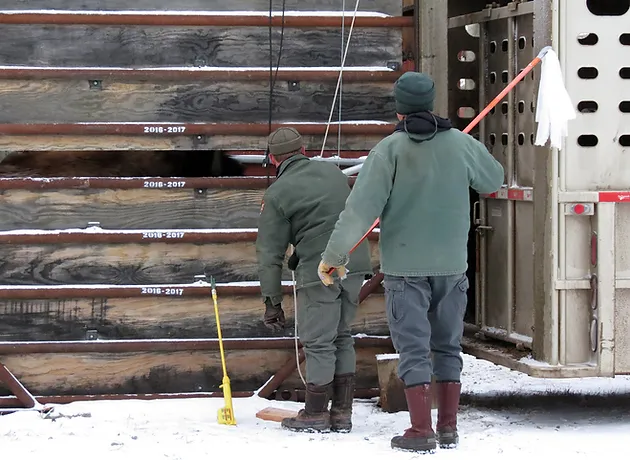 Bison Cowboys: Shipping Yellowstone Bison to Slaughter. Note Electric Cattle Prod