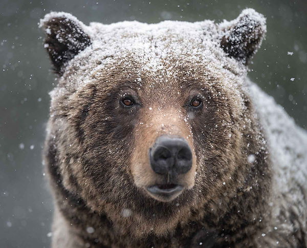 ursus-7_small.jpg