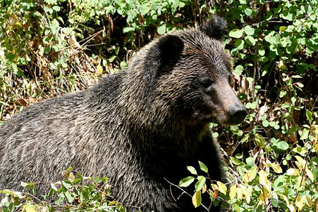 grizzly 615, photo by Gary Shockey