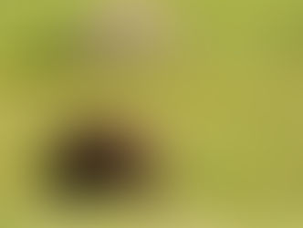Tracking the Grizzly's Number One Killer