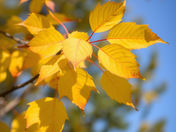 Yellow Birch Leaves