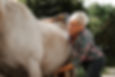 Osteopathische Befundung Pferd Osteopathie