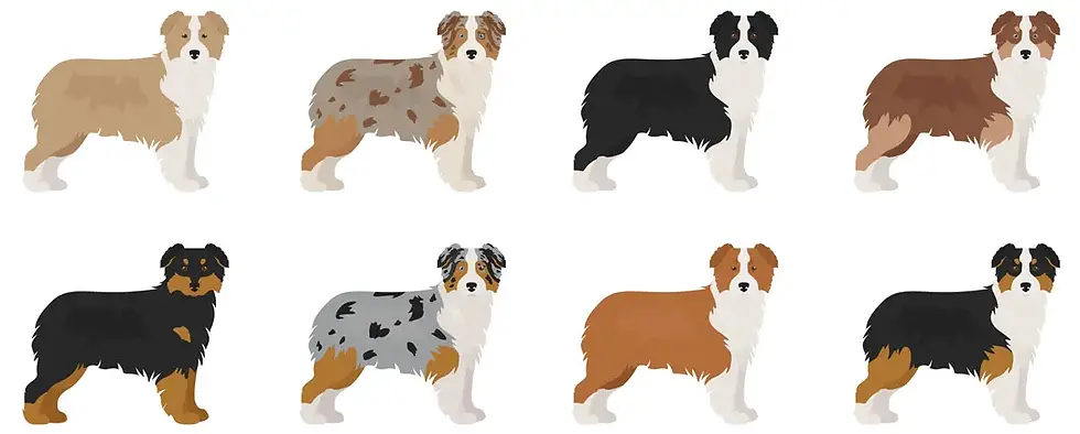 Miniature-Australian-Shepherd-Color-Varieties.webp