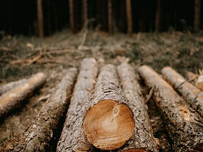 West Fraser In The Vanguard For Responsible Forestry Management