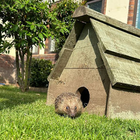 Save The Hedgehogs - Help A Hog In The Heat