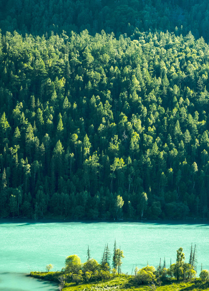 Turquoise lake below a sunlit pine forest, with a small green island in the foreground.