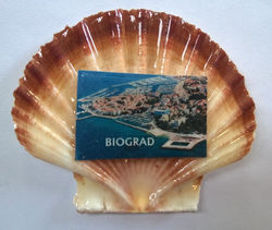 Magnet_Školjka_koperkio_slika