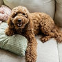 Adorable Golden Doodle laying on Family Couch.jpg