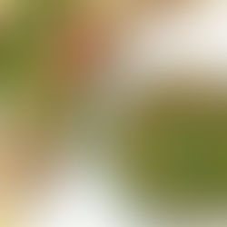 Green Bean Casserole