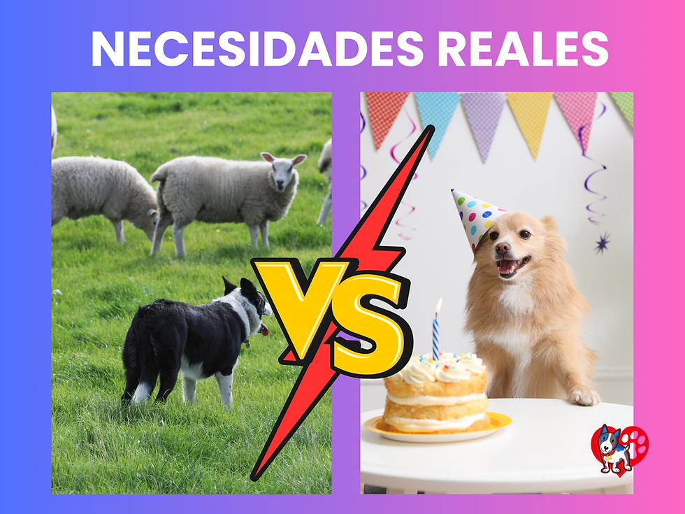 Necesidades reales de los perros