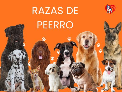 ¿Cuál es el origen de las razas de perros y cuál es su función zootécnica?