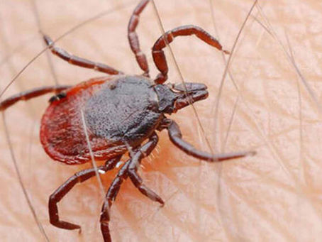 الوقاية من القراد للكلاب والقطط