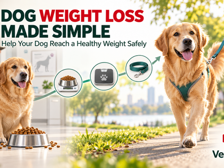 dog weight loss