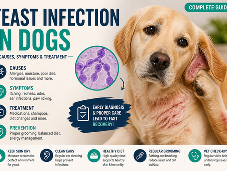 infección por levaduras en perros