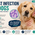 yeast infection in dogs