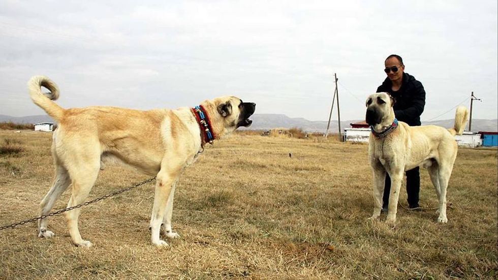 Everything About the Aksaray Malaklı Dog Breed