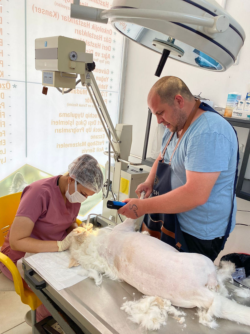 قص شعر الكلاب