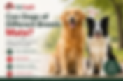 Can Dogs of Different Breeds Mate? Safety, Risks, Pregnancy, and What to Expect