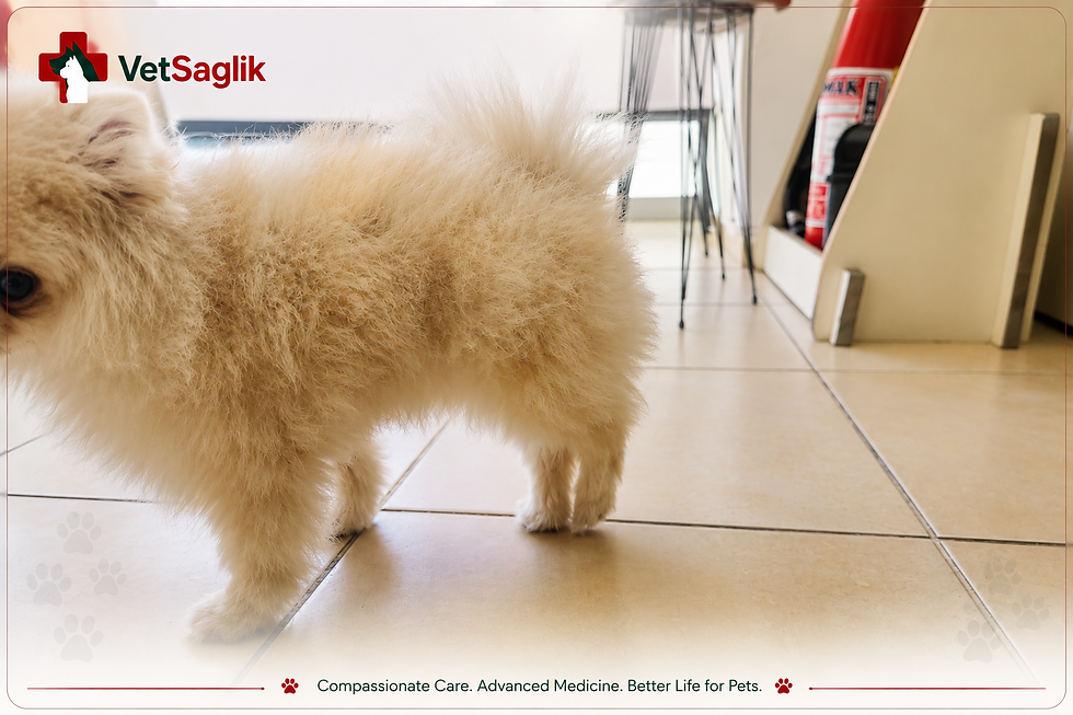 Patellar Luxation in Dogs
