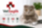 Problemas de salud comunes en los gatos Scottish Fold: enfermedades a las que son propensos y a las que son resistentes.