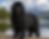 Newfoundland Dog