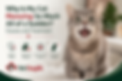 ¿Por qué mi gato maúlla tanto de repente? Causas y tratamiento.
