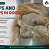 grosseur chez un chien