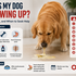 köpeğim neden kusuyor