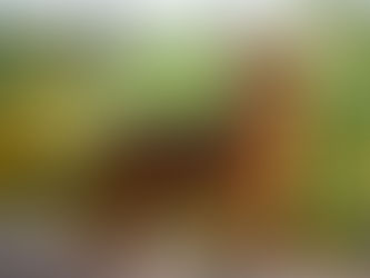 razas de gatos más populares