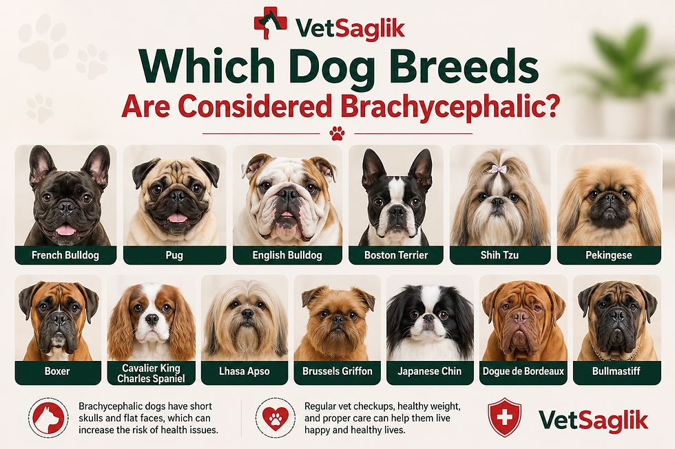 Quelles races de chiens sont considérées comme brachycéphales ?