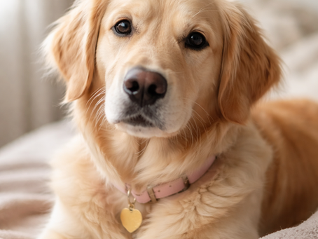 does spaying stop heat in dogs