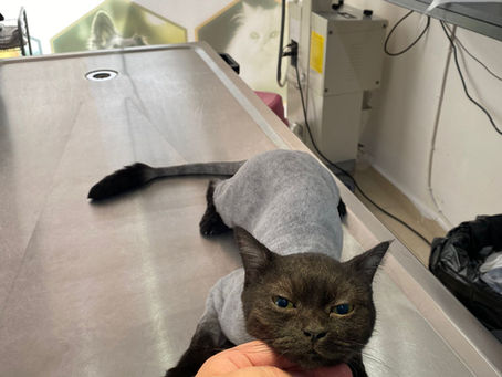 حلاقة القطط