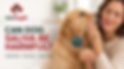Köpek Salyası İnsanlar İçin Zararlı Olabilir mi? Sağlık Riskleri, Enfeksiyonlar ve Güvenlik