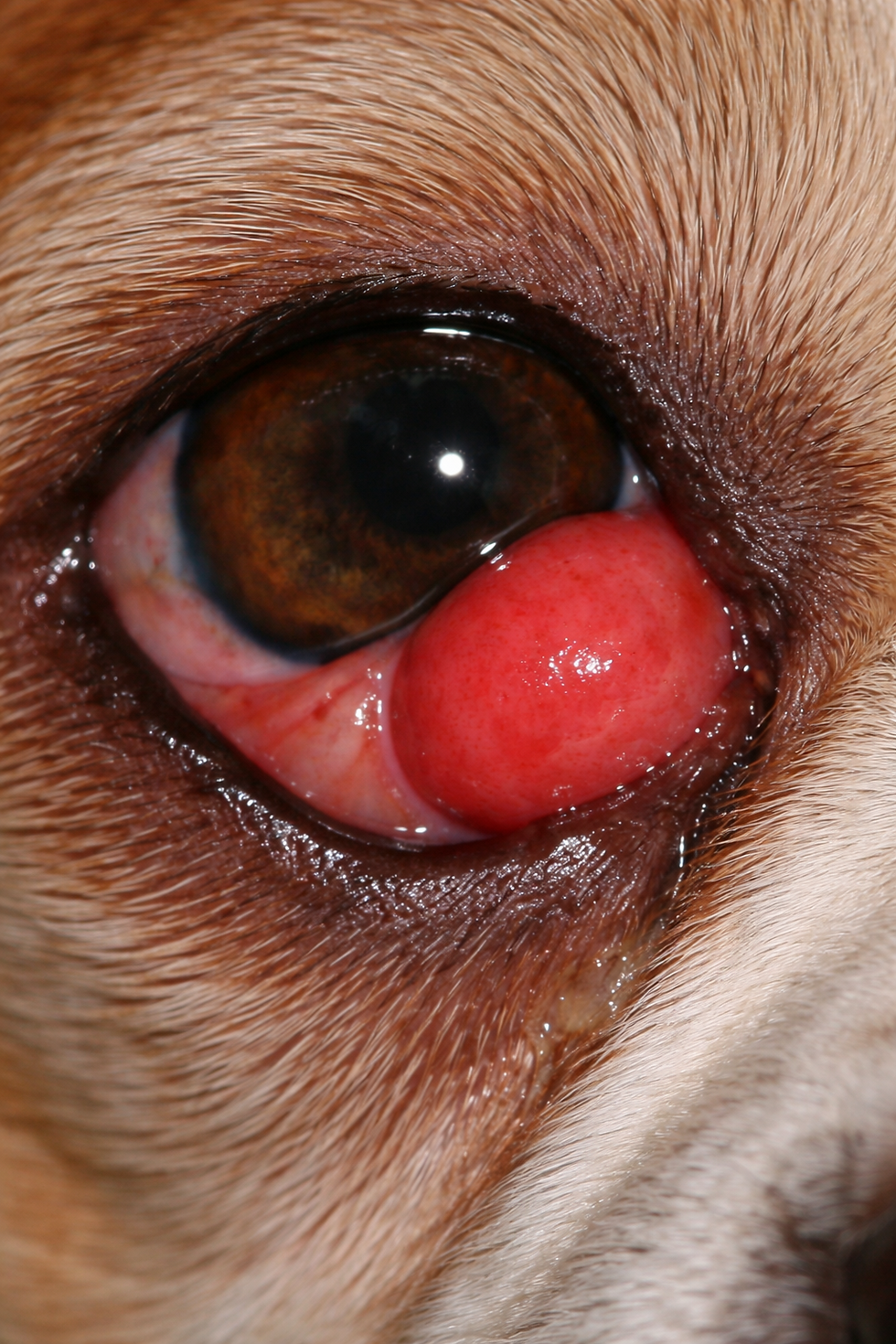 œil de cerise chez les chiens