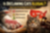 Is Declawing Cats Illegal? New Laws Protecting Cats in the United States