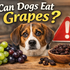 can dogs eat grapes