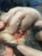 Ohrenentzündung bei Katzen