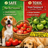 dürfen hunde tomaten essen